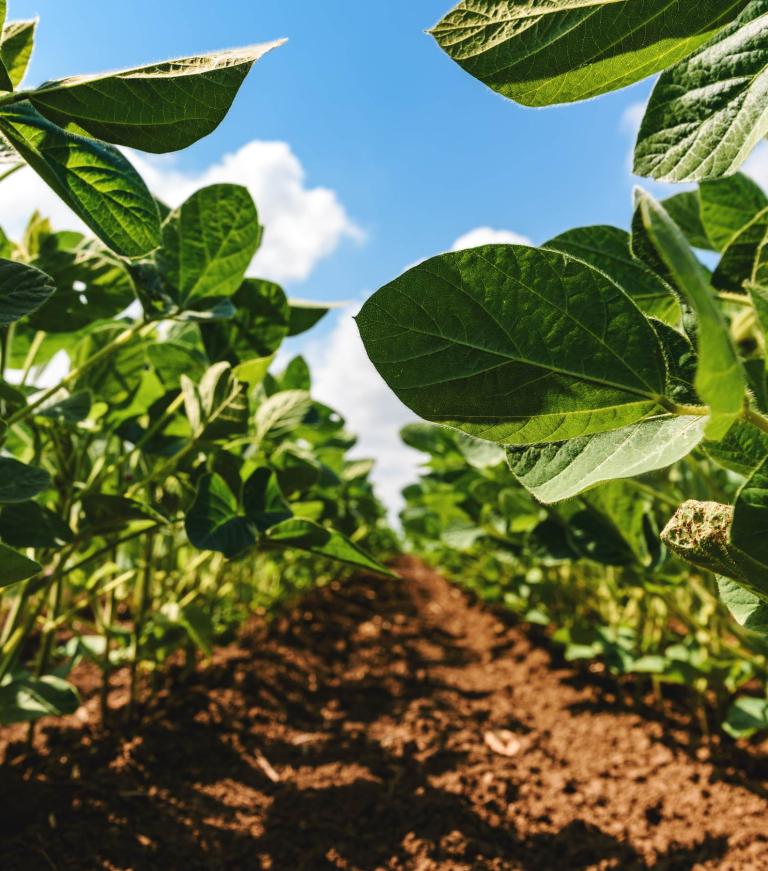 PÅ VEJ OP MED REGENERERING